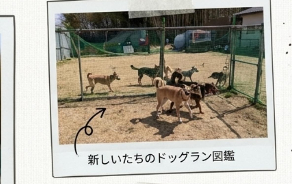 犬たちのドッグラン